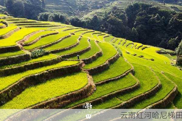 云南红河哈尼梯田