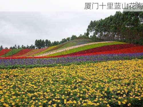 厦门十里蓝山花海