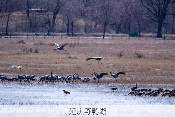 延庆野鸭湖