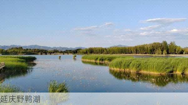 延庆野鸭湖