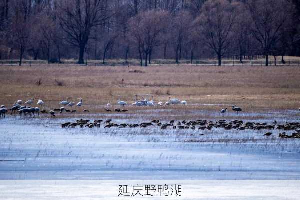 延庆野鸭湖