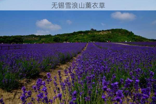 无锡雪浪山薰衣草