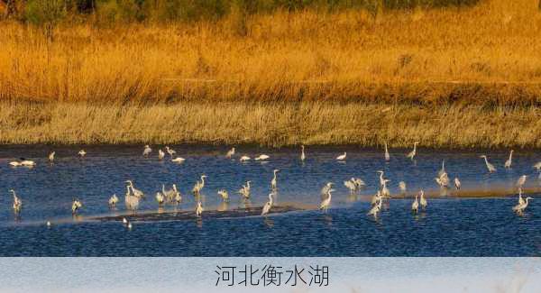 河北衡水湖