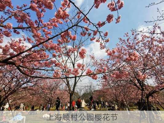 上海顾村公园樱花节