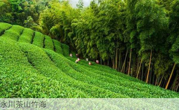 永川茶山竹海