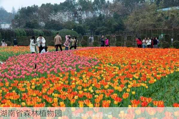 湖南省森林植物园