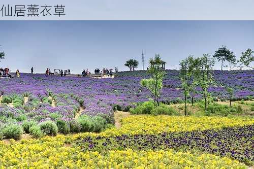 仙居薰衣草