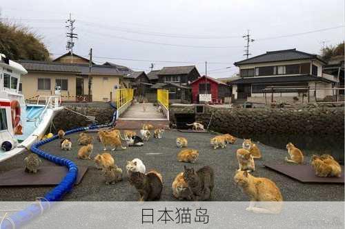 日本猫岛