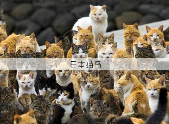 日本猫岛