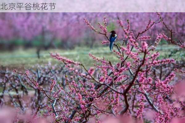 北京平谷桃花节