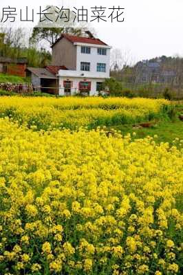 房山长沟油菜花