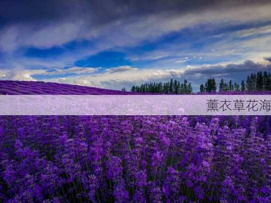 薰衣草花海