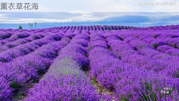 薰衣草花海