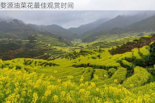 婺源油菜花最佳观赏时间