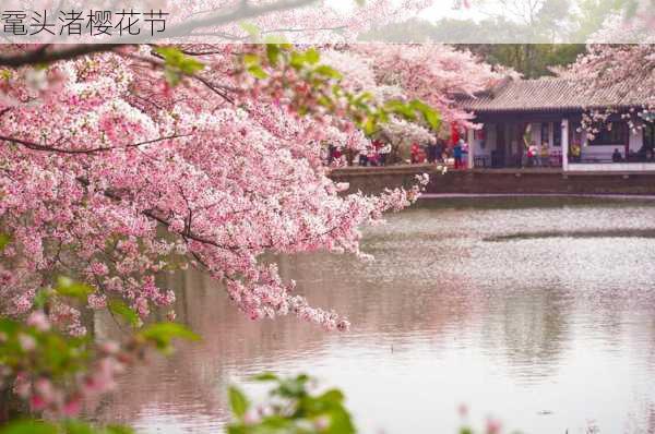 鼋头渚樱花节