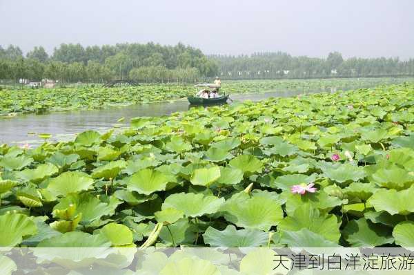 天津到白洋淀旅游