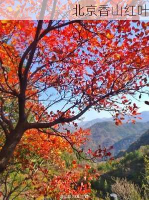 北京香山红叶