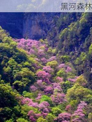 黑河森林