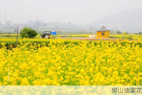 房山油菜花