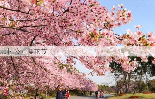 顾村公园樱花节