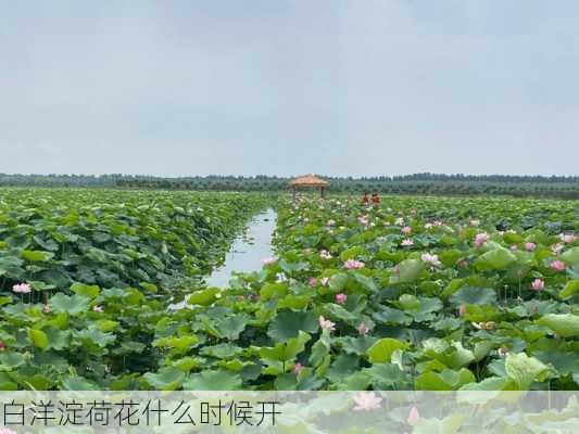 白洋淀荷花什么时候开