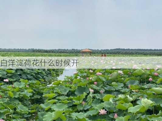 白洋淀荷花什么时候开