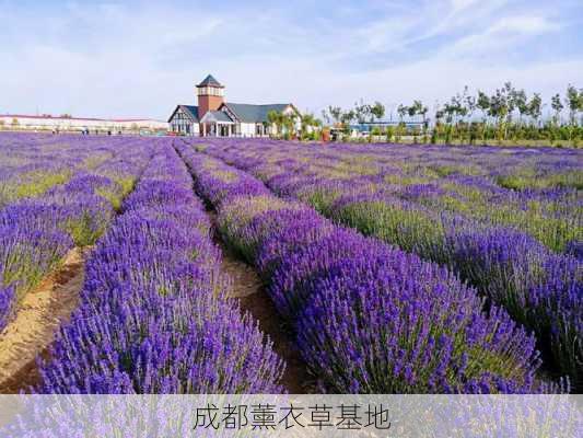 成都薰衣草基地