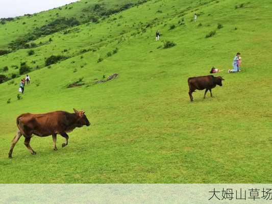 大姆山草场