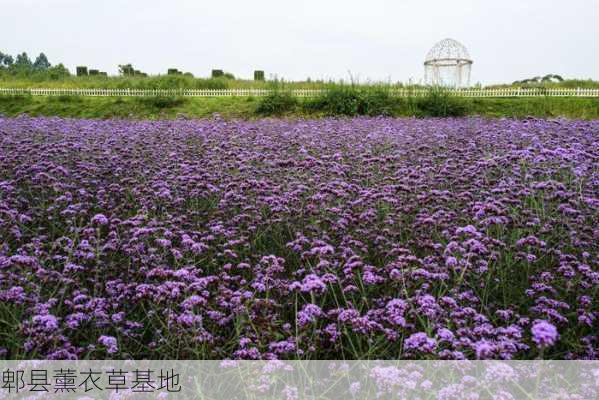 郫县薰衣草基地