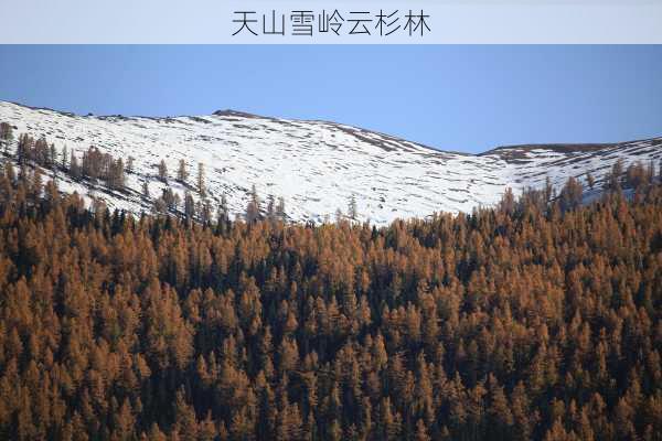 天山雪岭云杉林