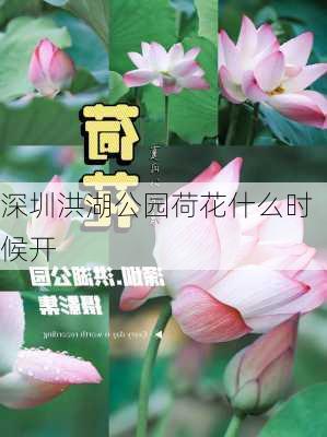 深圳洪湖公园荷花什么时候开