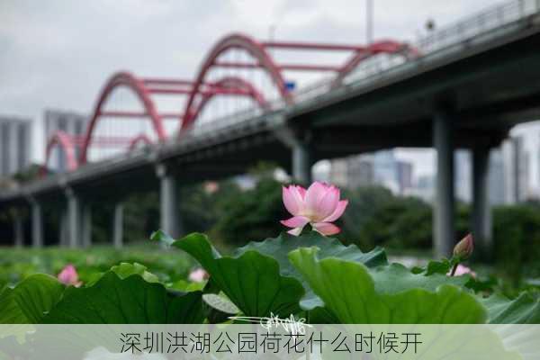 深圳洪湖公园荷花什么时候开